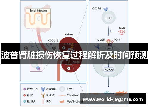 波普肾脏损伤恢复过程解析及时间预测